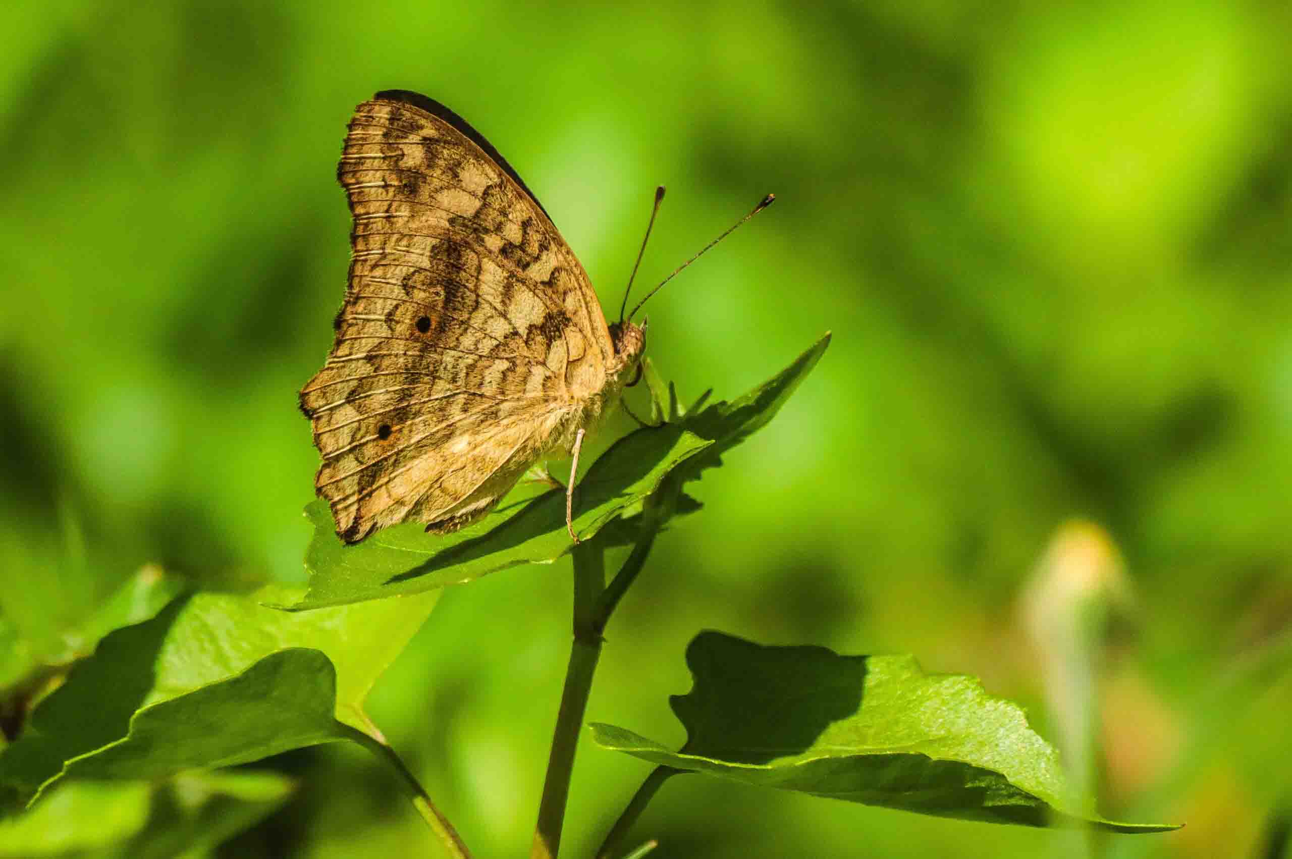 Macro Photography of Beautiful Butterflies and this is Gray Pansy