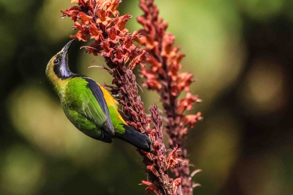 Chloropsis hardwickii Bird in Darjeeling and its featured image of Themed Photography Portfolio Collections