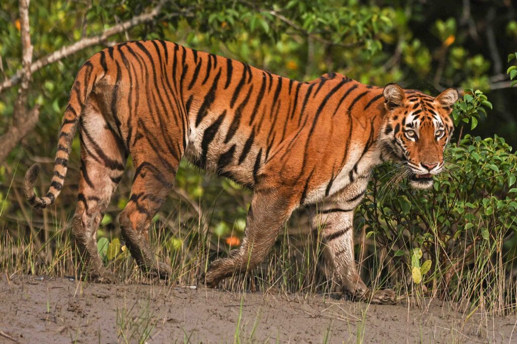 photography blog for beginners and Sundarban Wildlife Photography Gallery