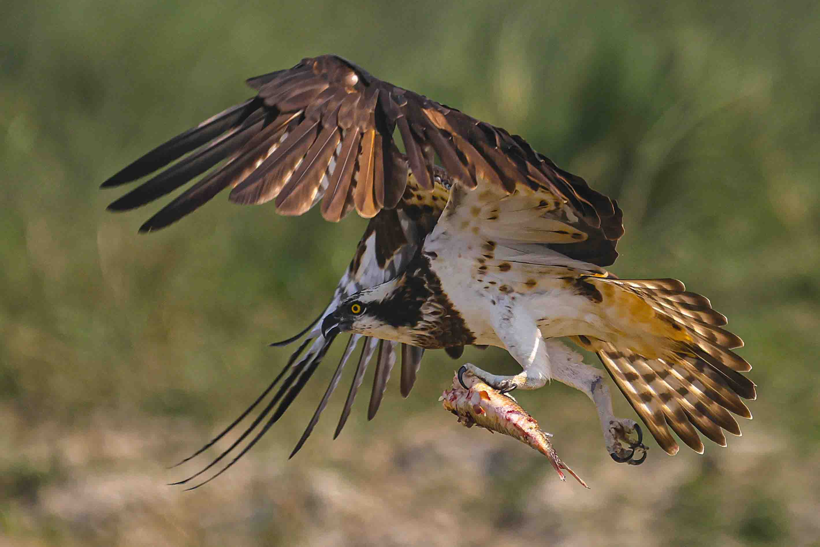 osprey
