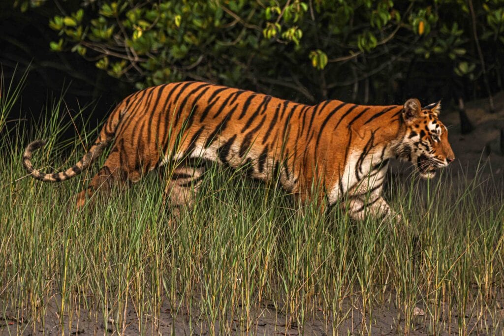 Sundarban Wildlife Photography Gallery Royal Bengal Tiger