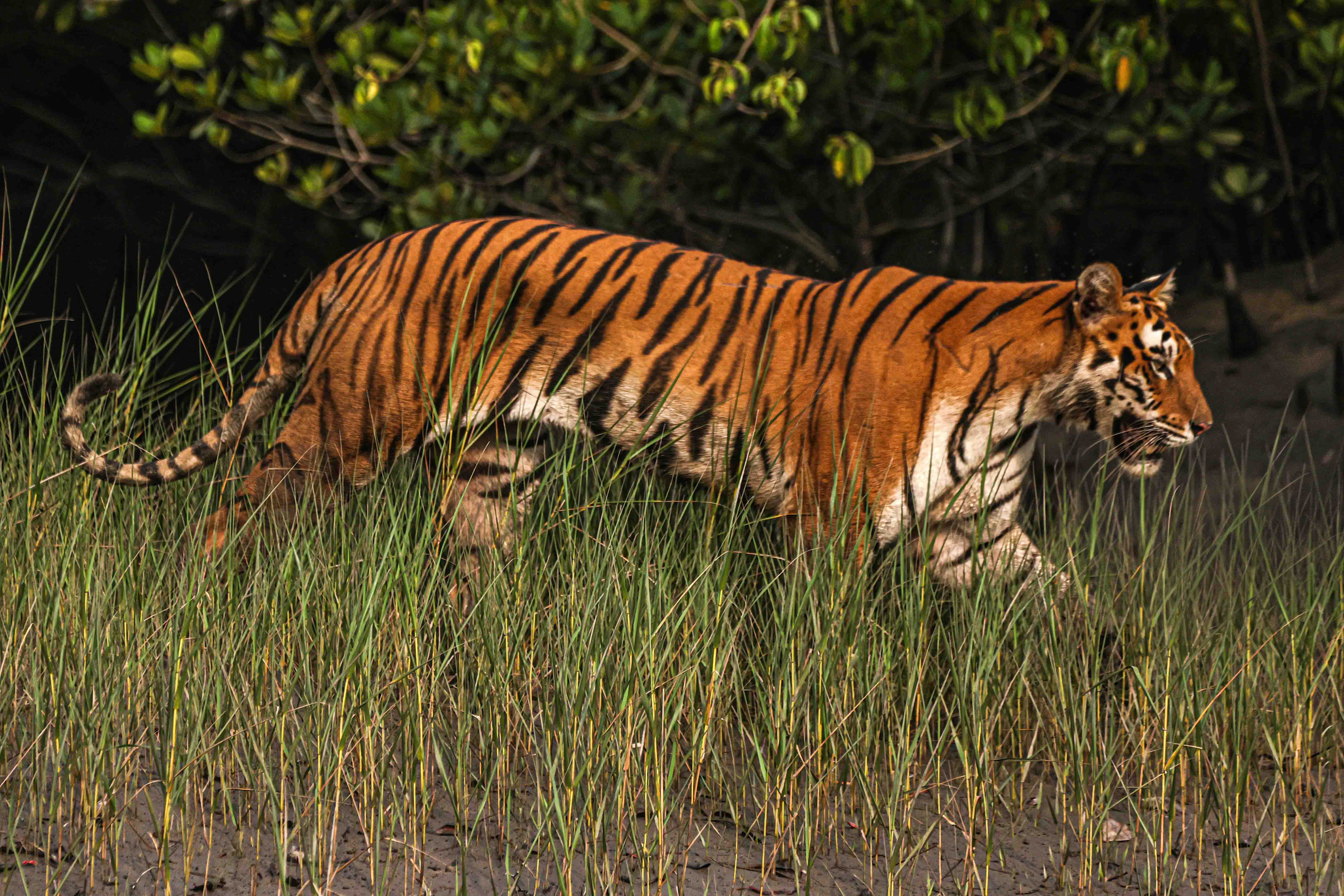 royal bengal tiger of sundarbans