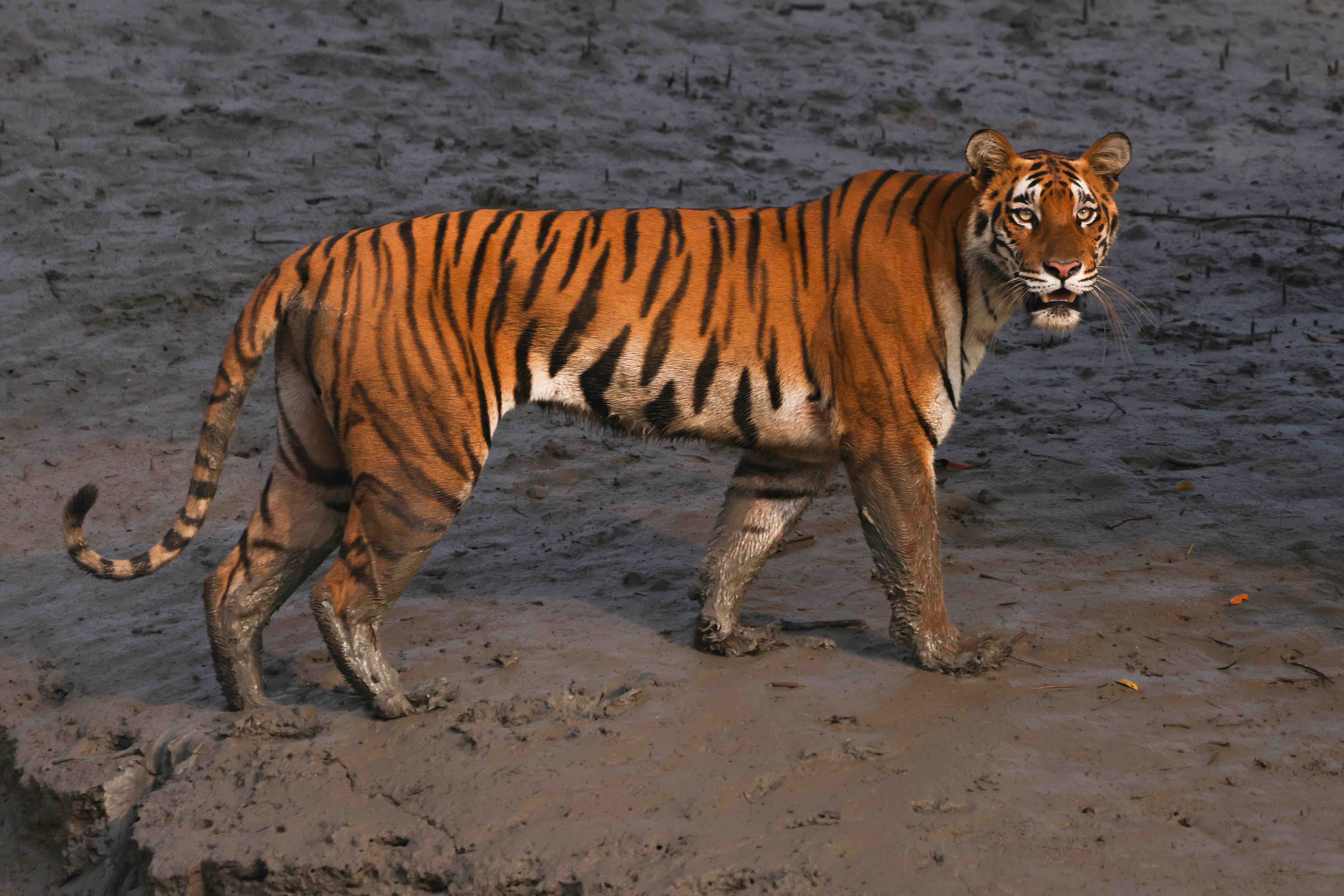 royal bengal tiger of sundarbans