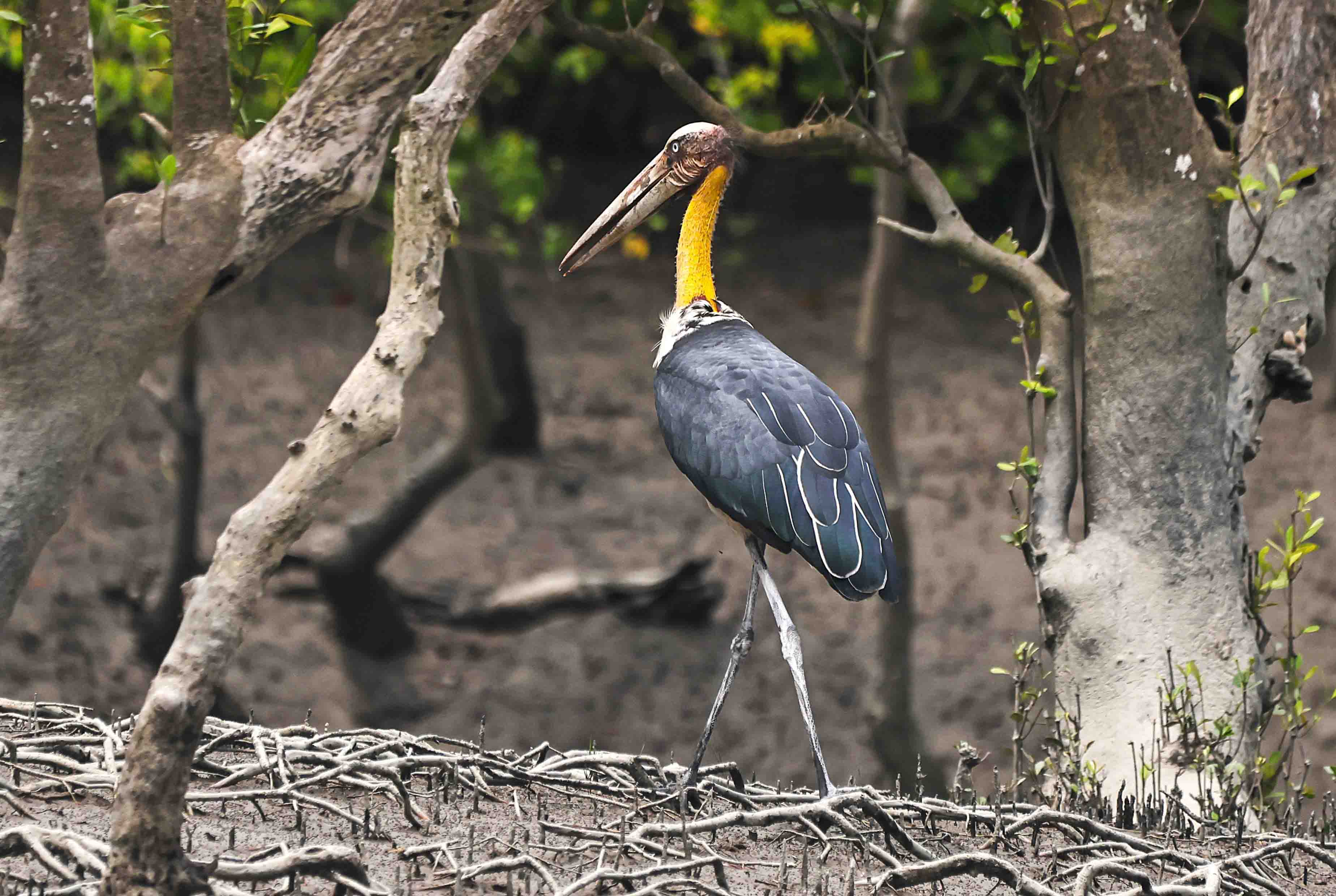 Lesser Adjutant in Sundarban