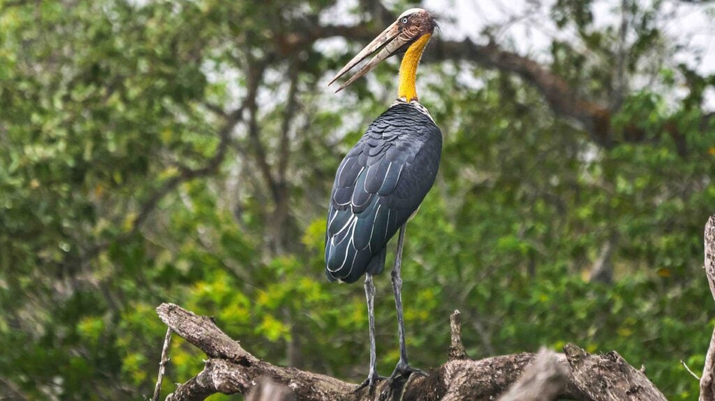 Lesser Adjutant in Sundarban Photography