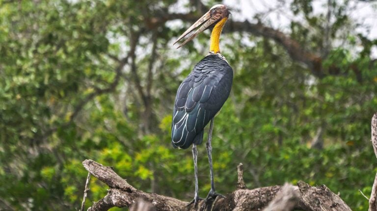 Lesser Adjutant in Sundarban Photography