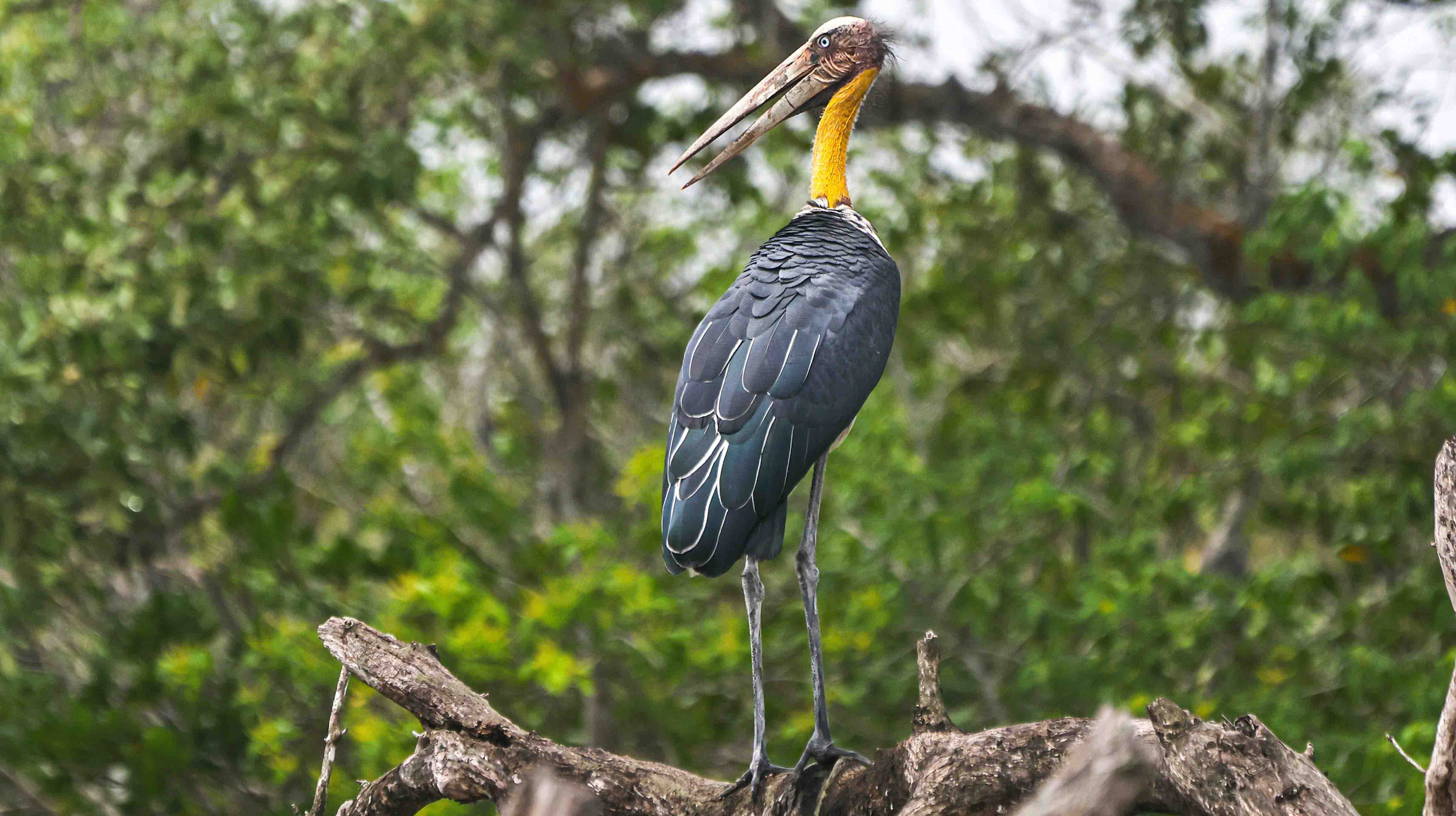 Lesser Adjutant in Sundarban Photography
