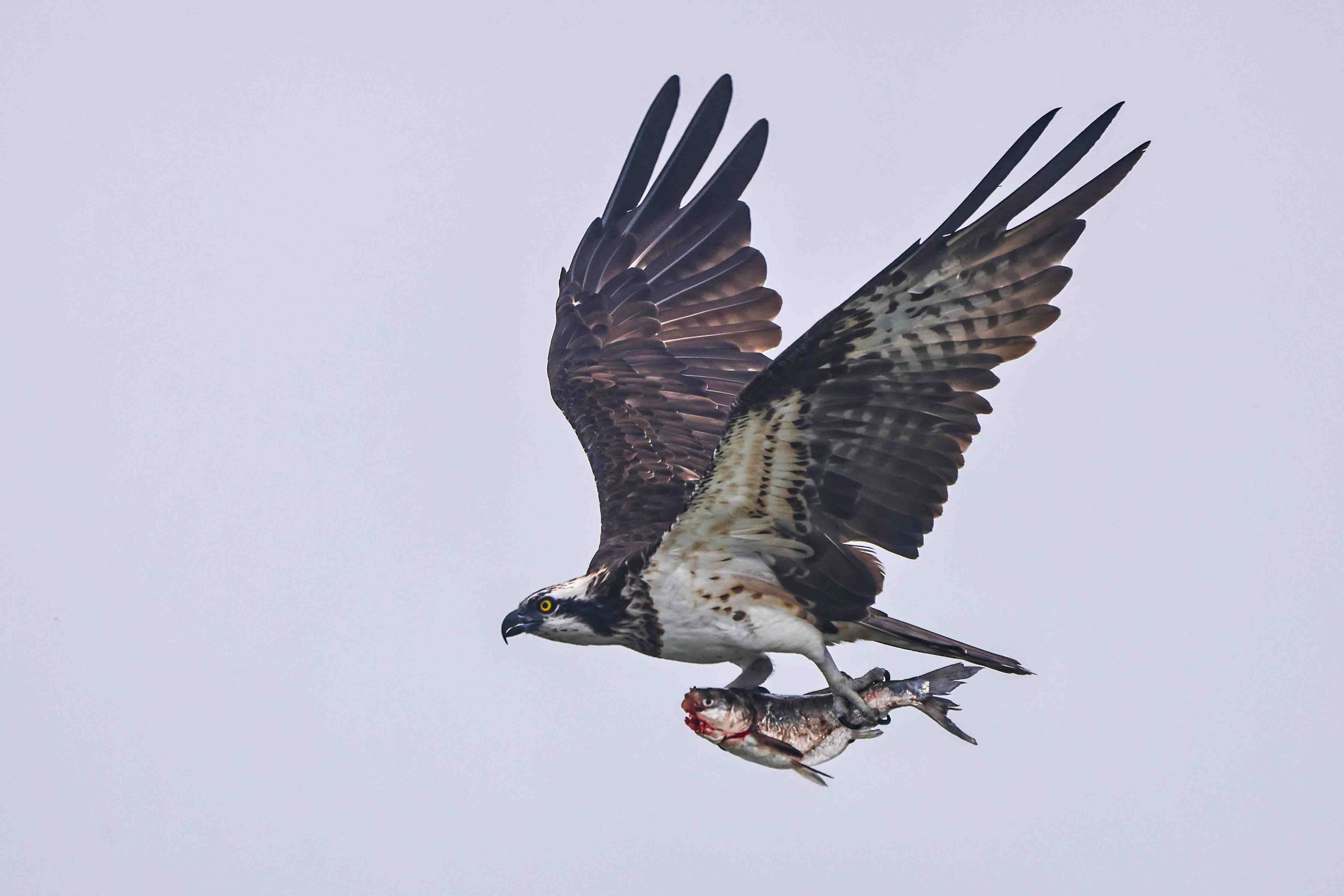 Osprey bird facts