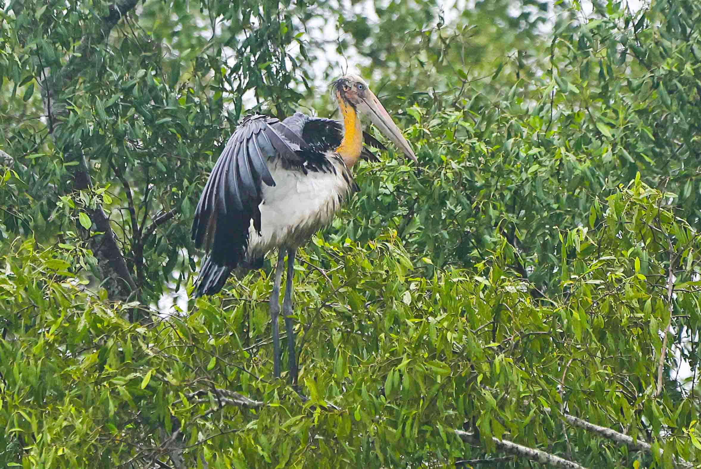 Lesser Adjutant in Sundarban