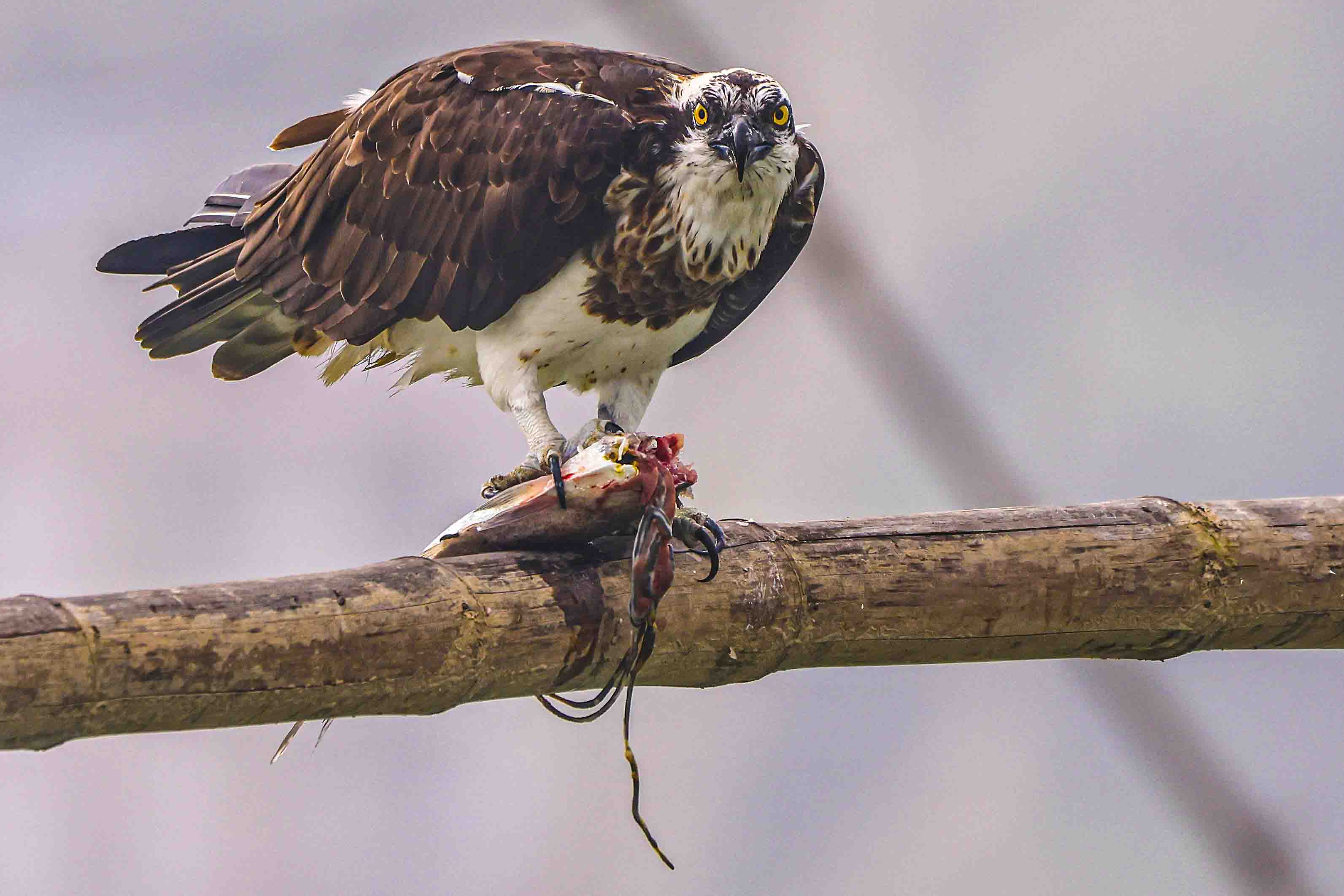 Osprey bird facts