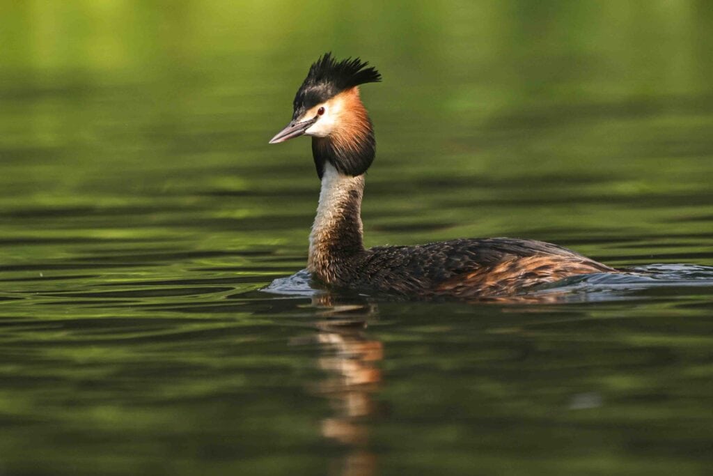 Water Bird Photography