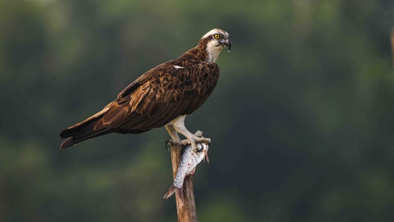 Osprey Bird Facts and Photography Tips