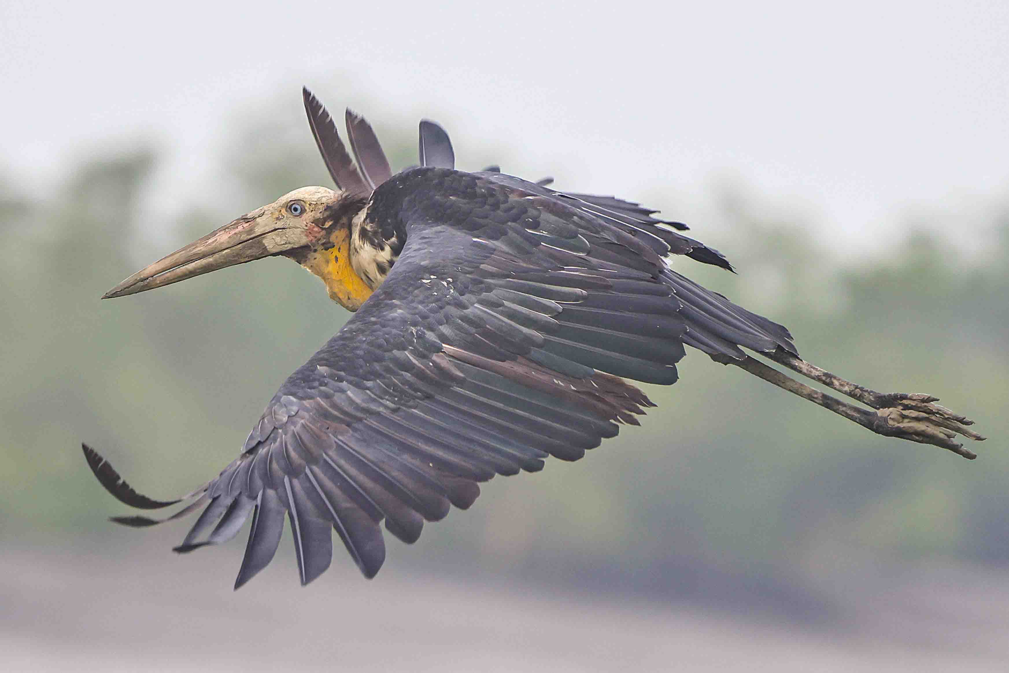 Lesser Adjutant in Sundarban