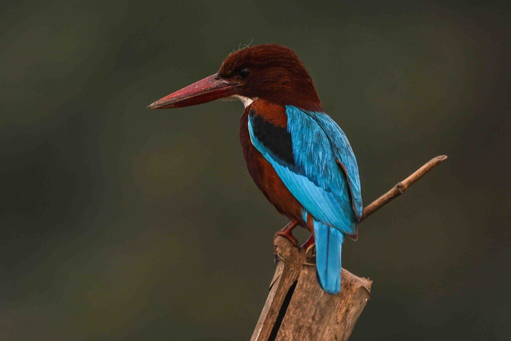 white-throated kingfisher