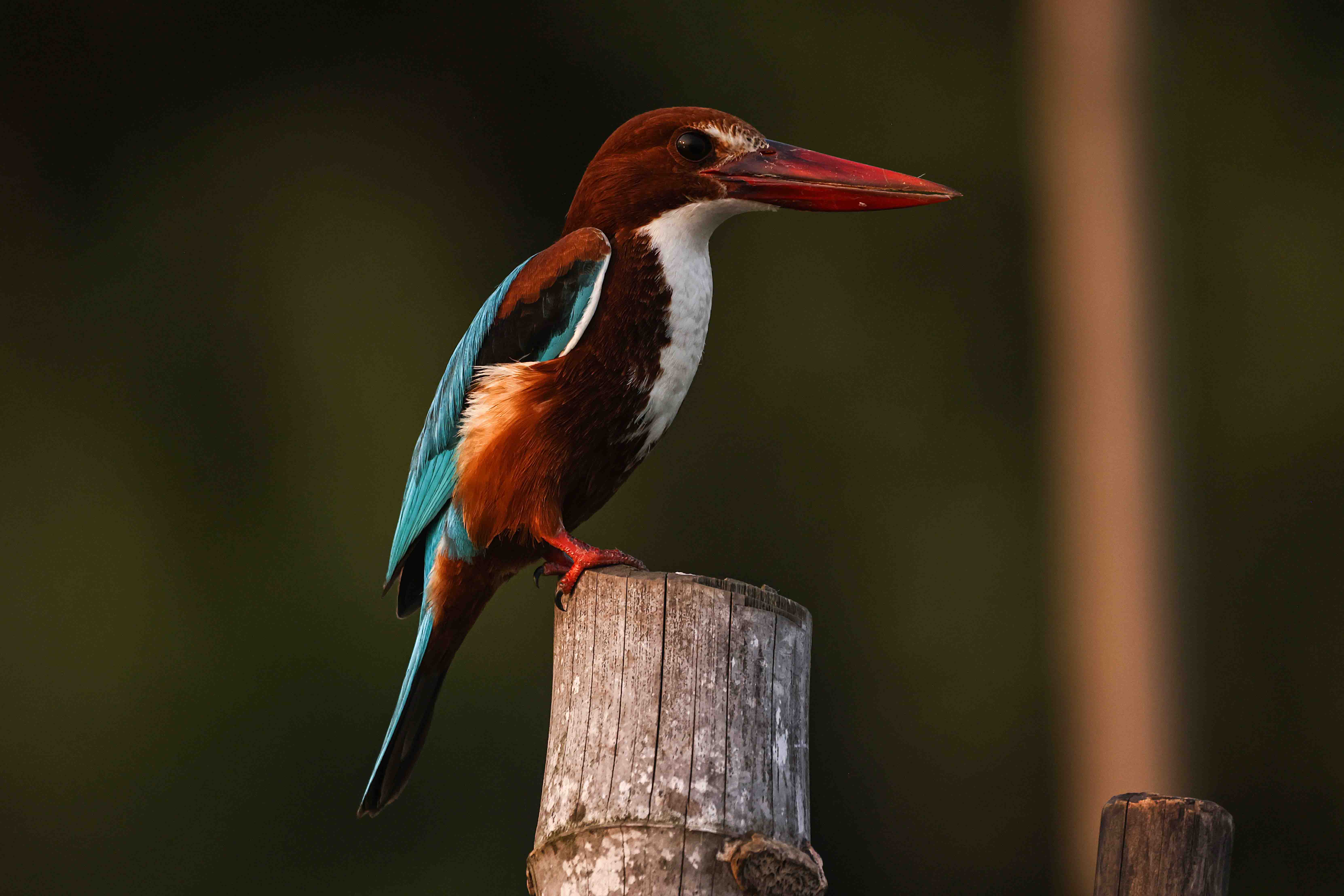 white-throated kingfisher