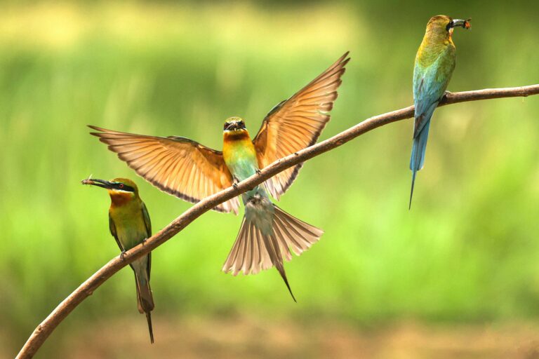 Blue-tailed Bee-eater