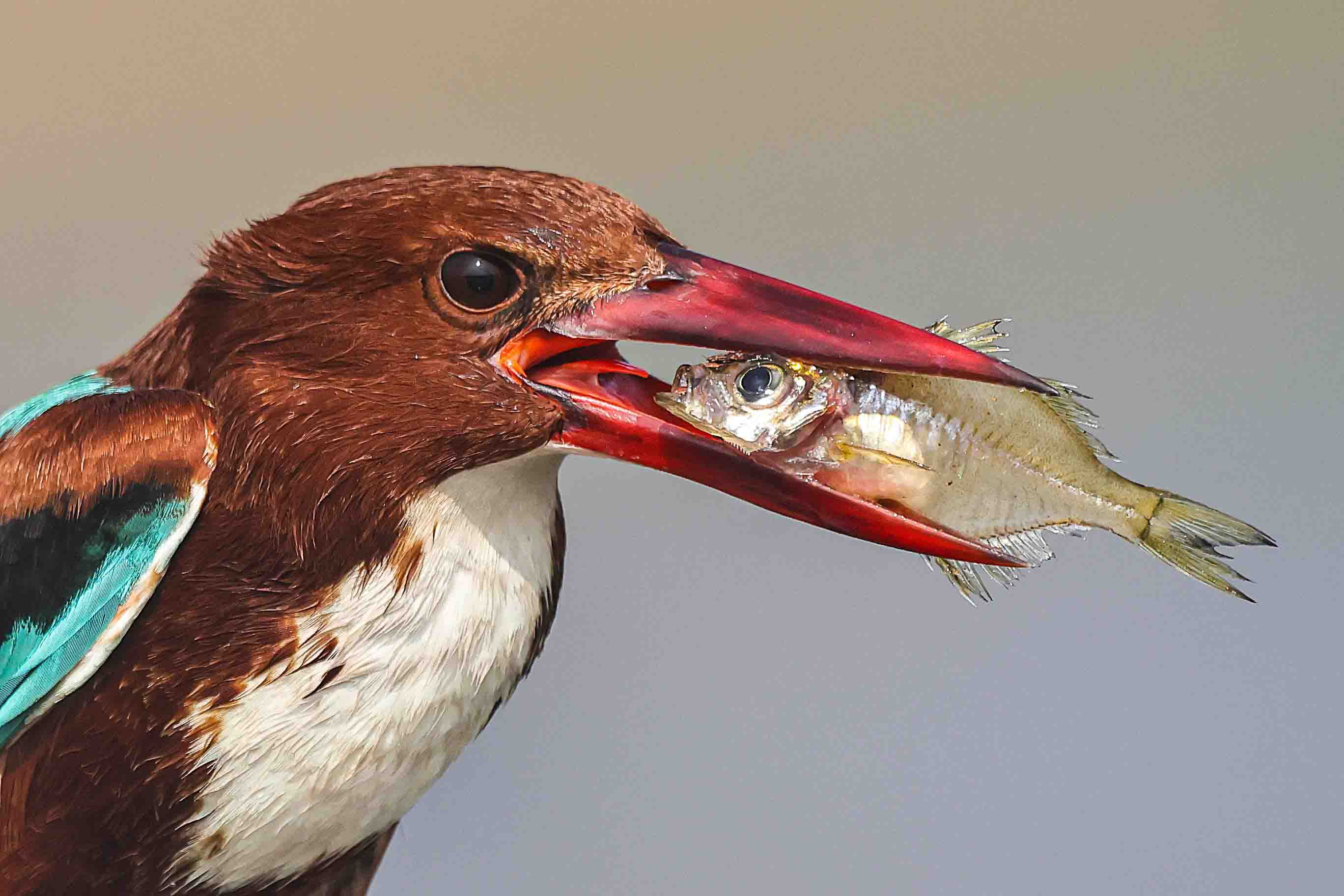 photography of white-throated kingfisher with fish in it's beak