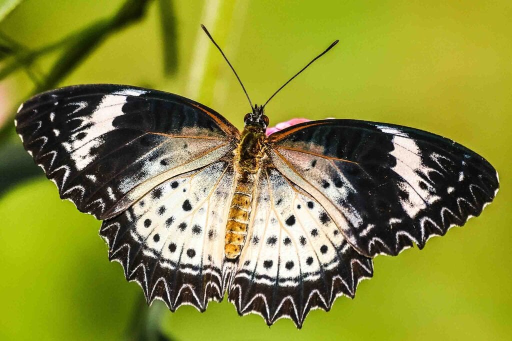 Cethosia cyane, the leopard lacewing, is a species of heliconiine butterfly found from India to southern China (southern Yunnan), and Indochina. Its macro and wildlife photography, and this is one of the most beautiful butterflies. butterfly gallery for nature lovers