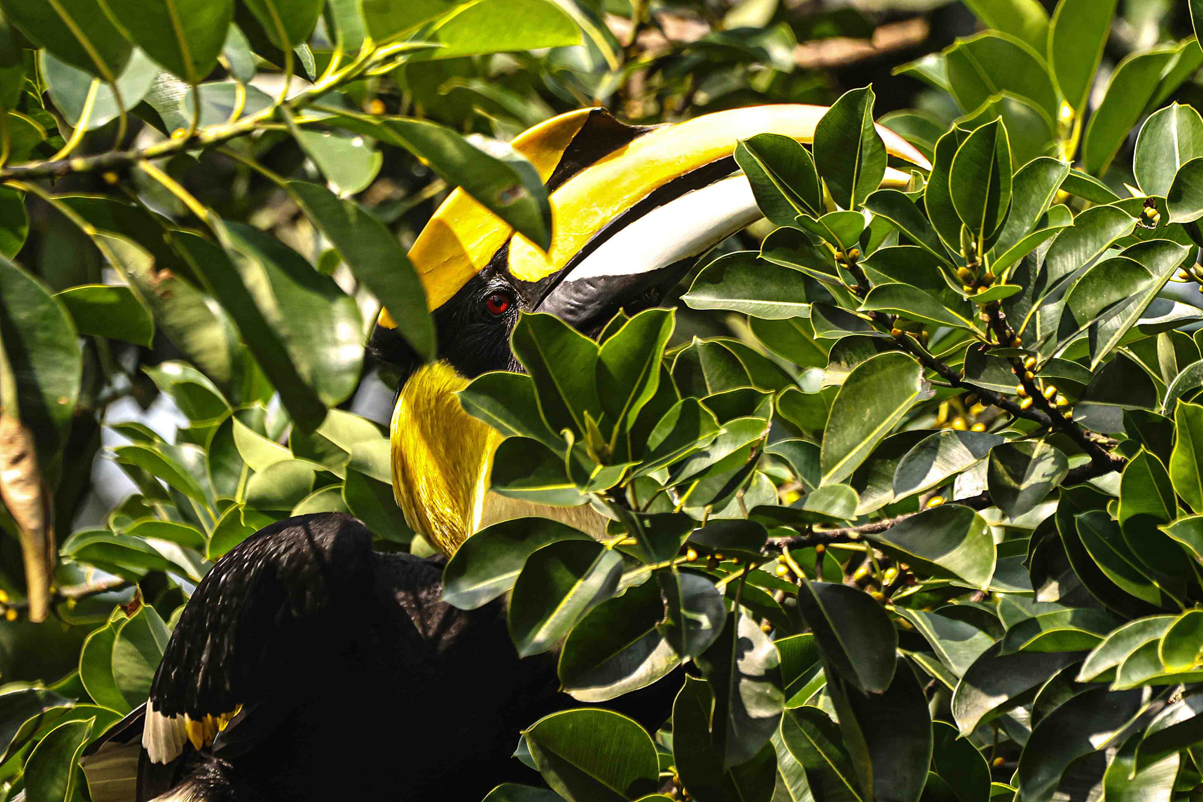 Great Indian Hornbill