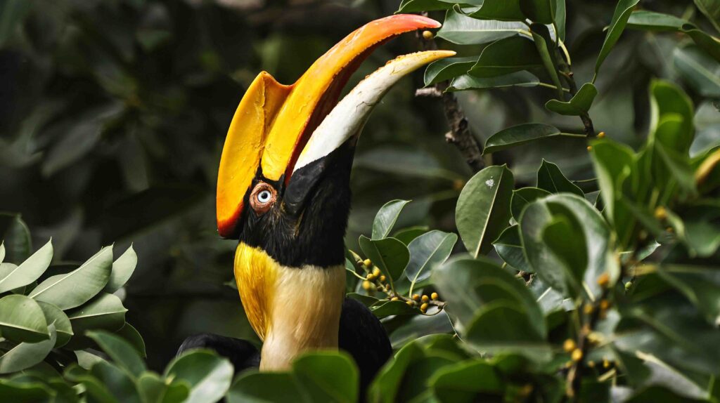 Great Indian Hornbill Female Photography