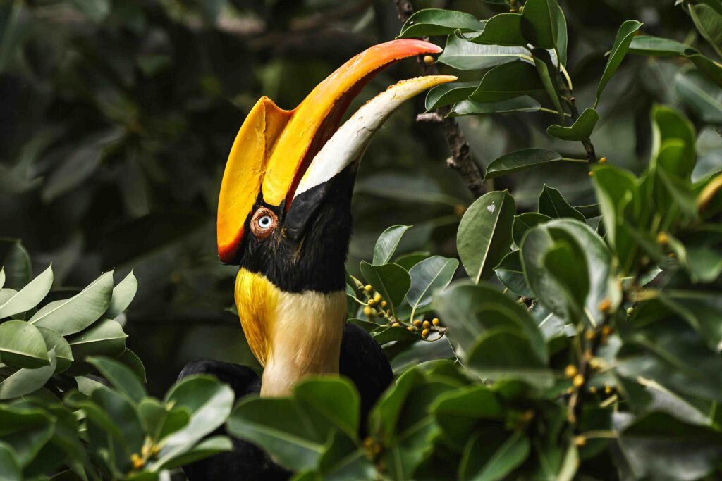 Great Indian Hornbill & photography blog for beginners