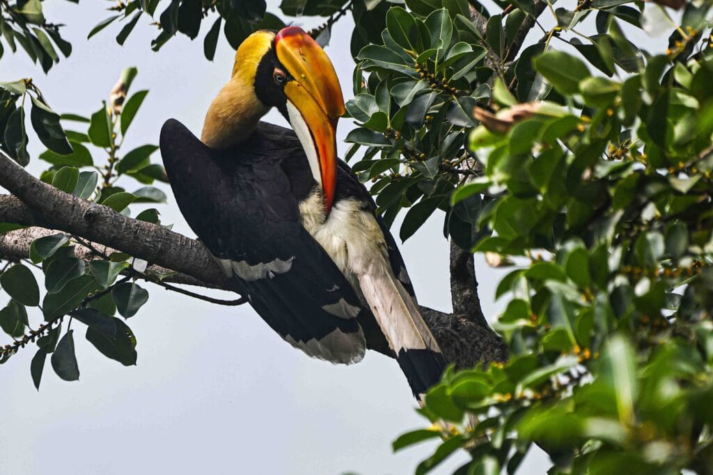 Great Indian Hornbill Photography