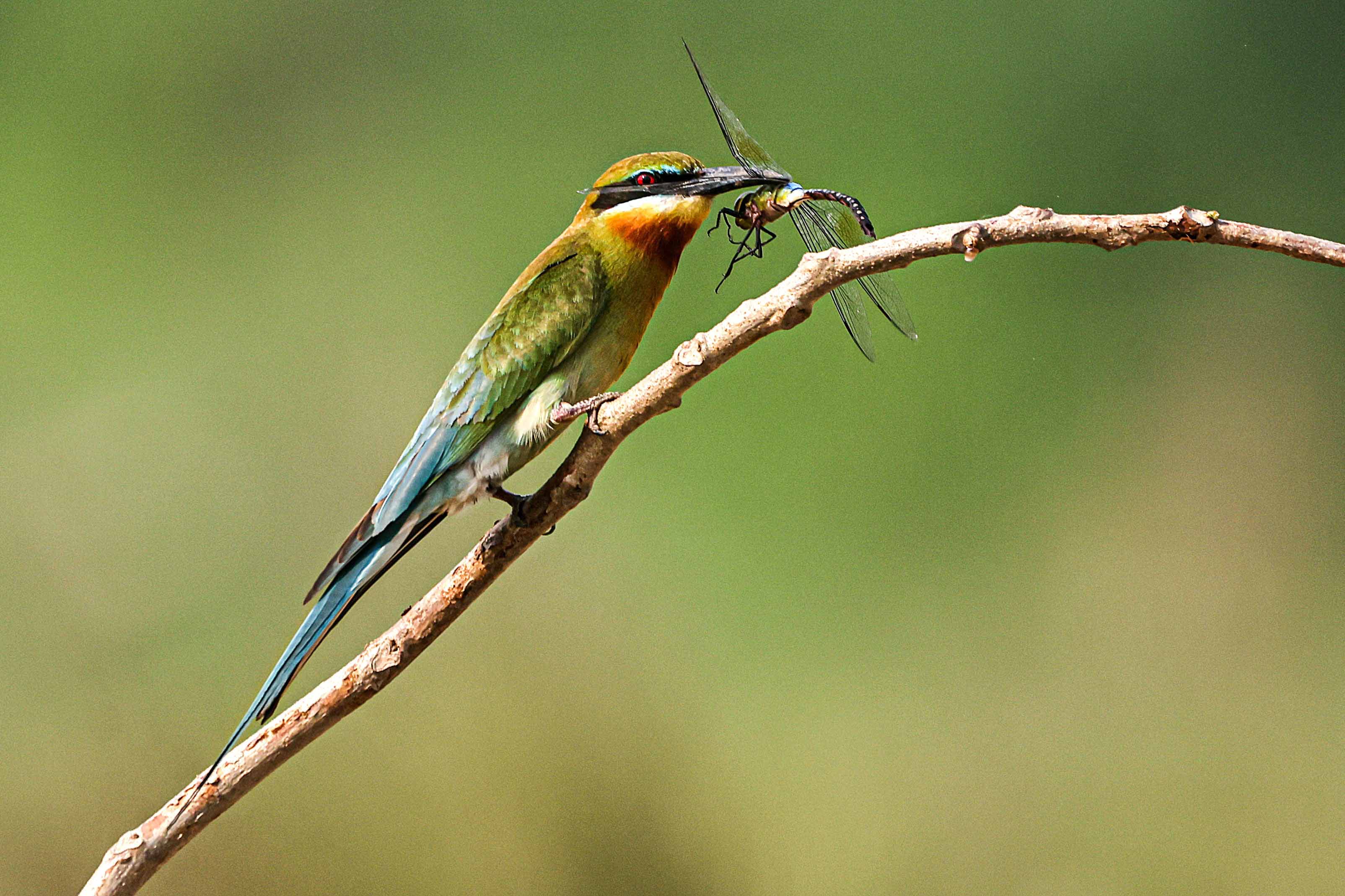 blue-tailed bee-eater