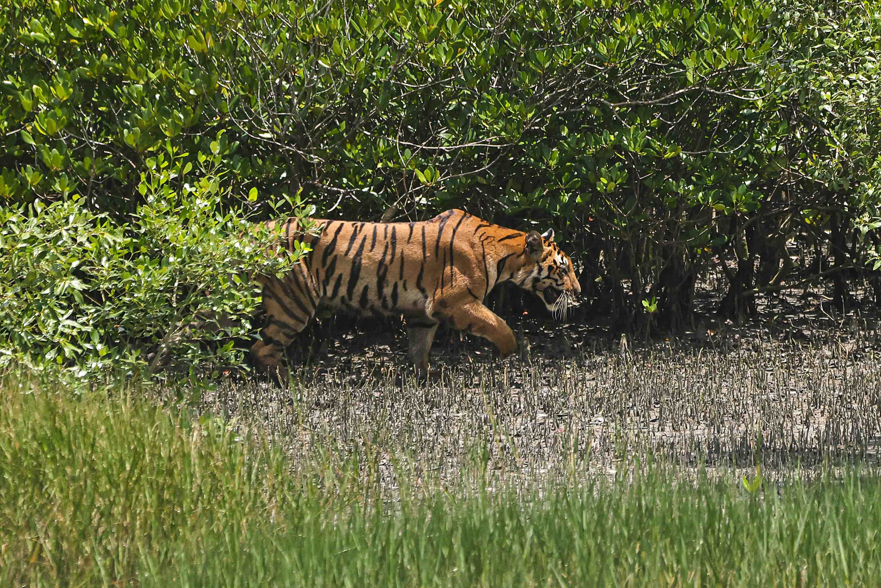 royal bengal tiger of sundarbans