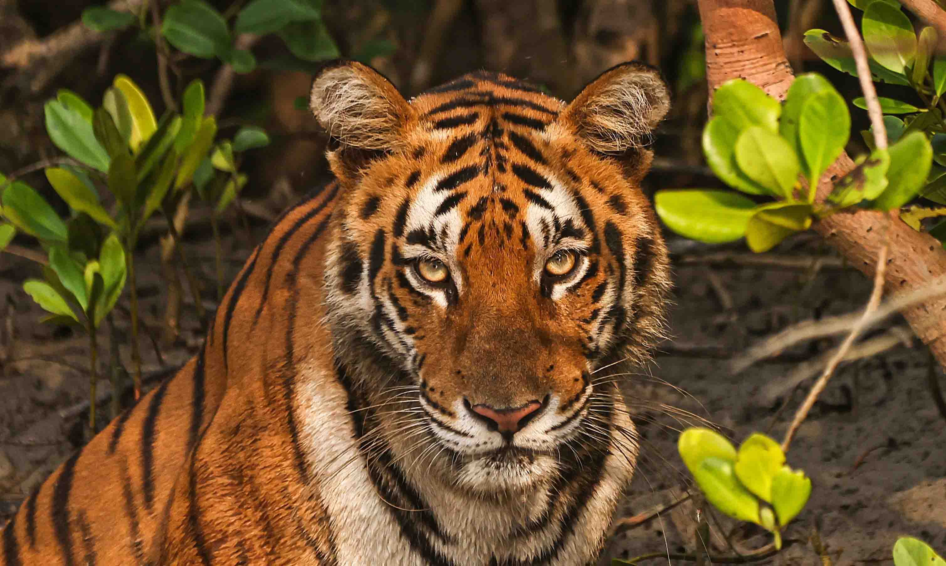 royal bengal tiger of sundarbans