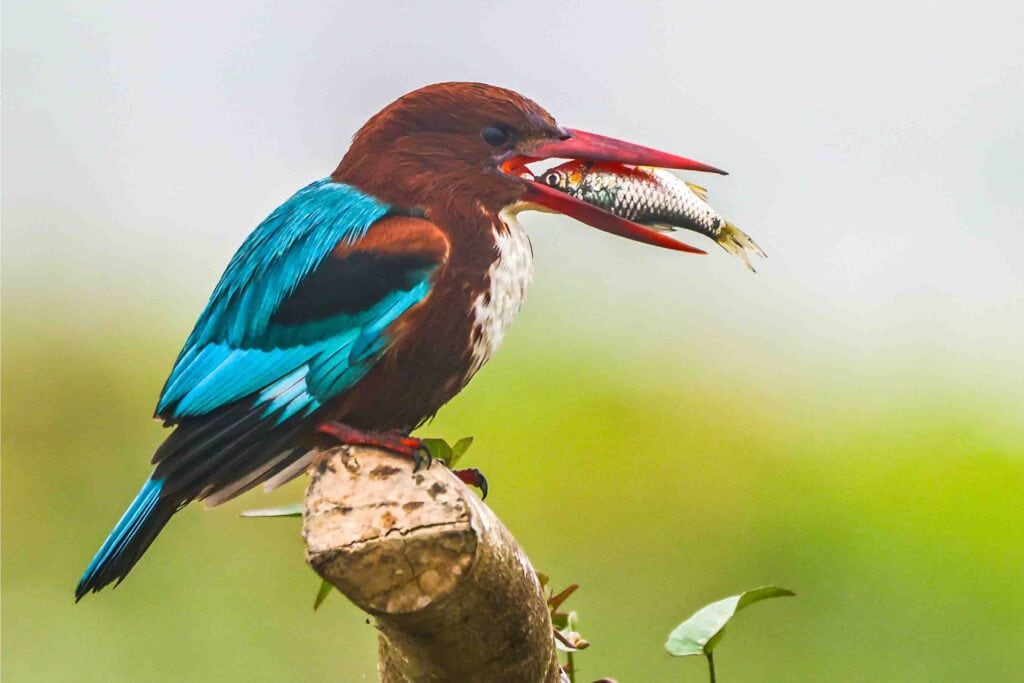 White-breasted Kingfisher with Catch