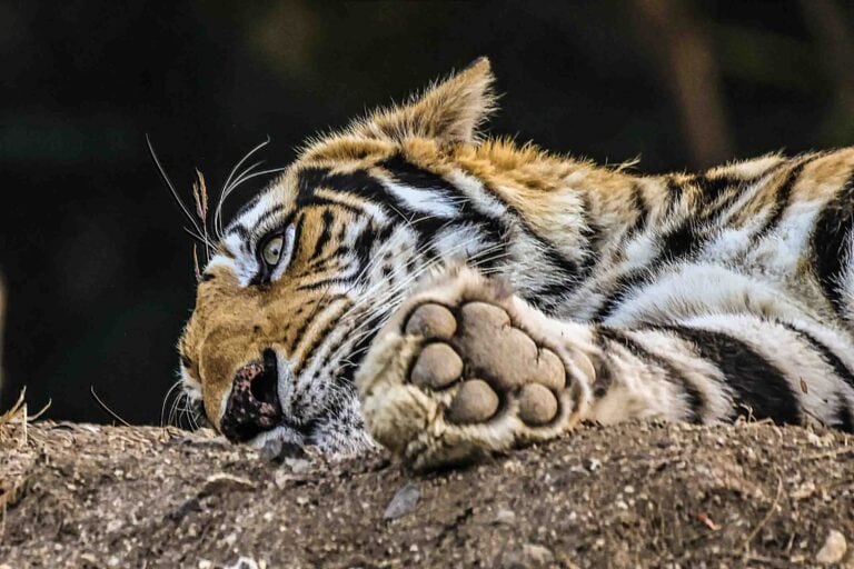 wildlife photography of Royal Bengal tiger