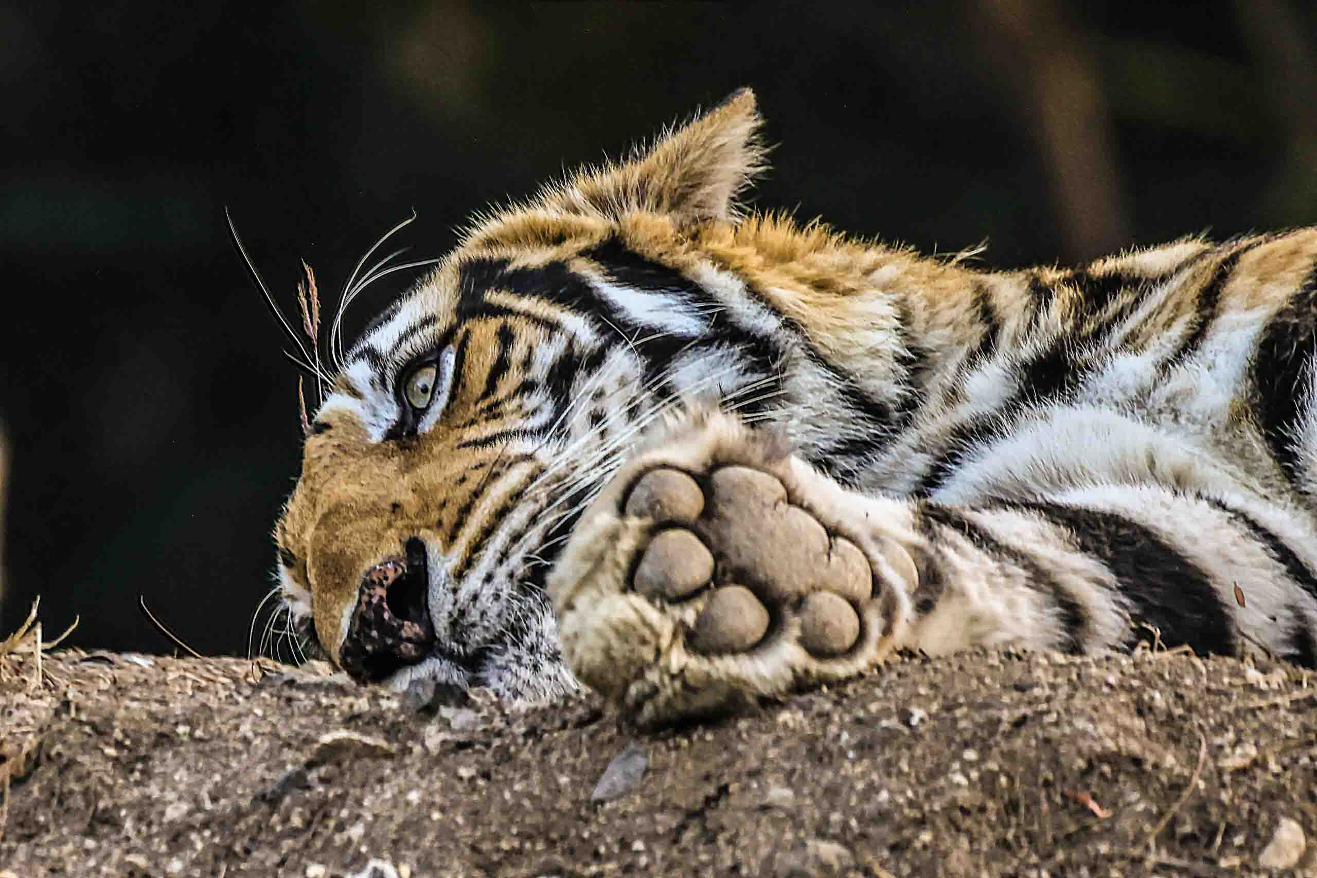 wildlife photography of Royal Bengal tiger