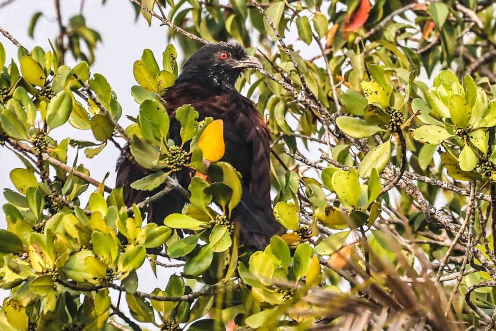 Greater coucal or crow pheasant bird photography and wildlife photography in sundarban mangroves