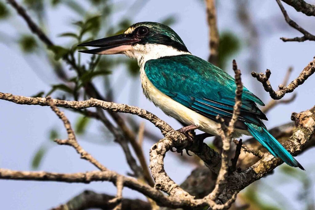 collared kingfisher Sundarban Wildlife Photography Gallery