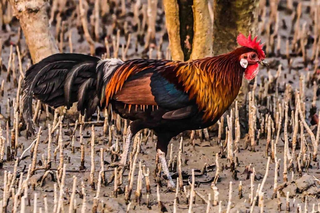 jungle fowl bird photography in sundarban mangroves