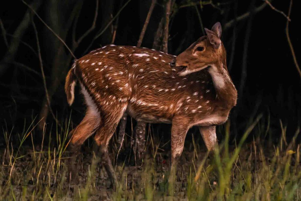 spotted deer wildlife photography in sundarban mangroves & Sundarban Wildlife Photography Gallery
