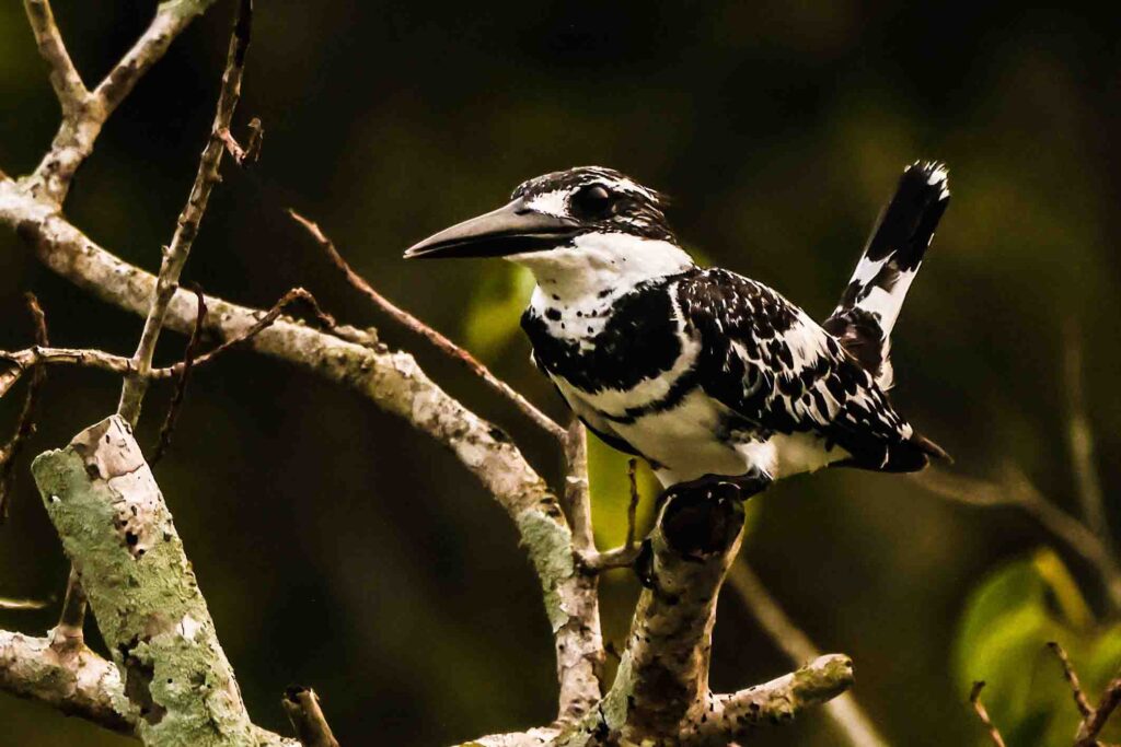 Pied Kingfisher bird photography and wildlife photography in sundarban mangroves & Sundarban Wildlife Photography Gallery