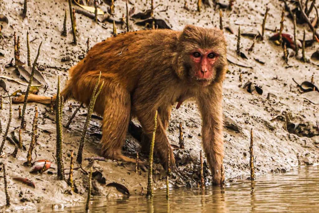Rhesus Macaque (mangrove monkey) female Sundarban Wildlife Photography Gallery