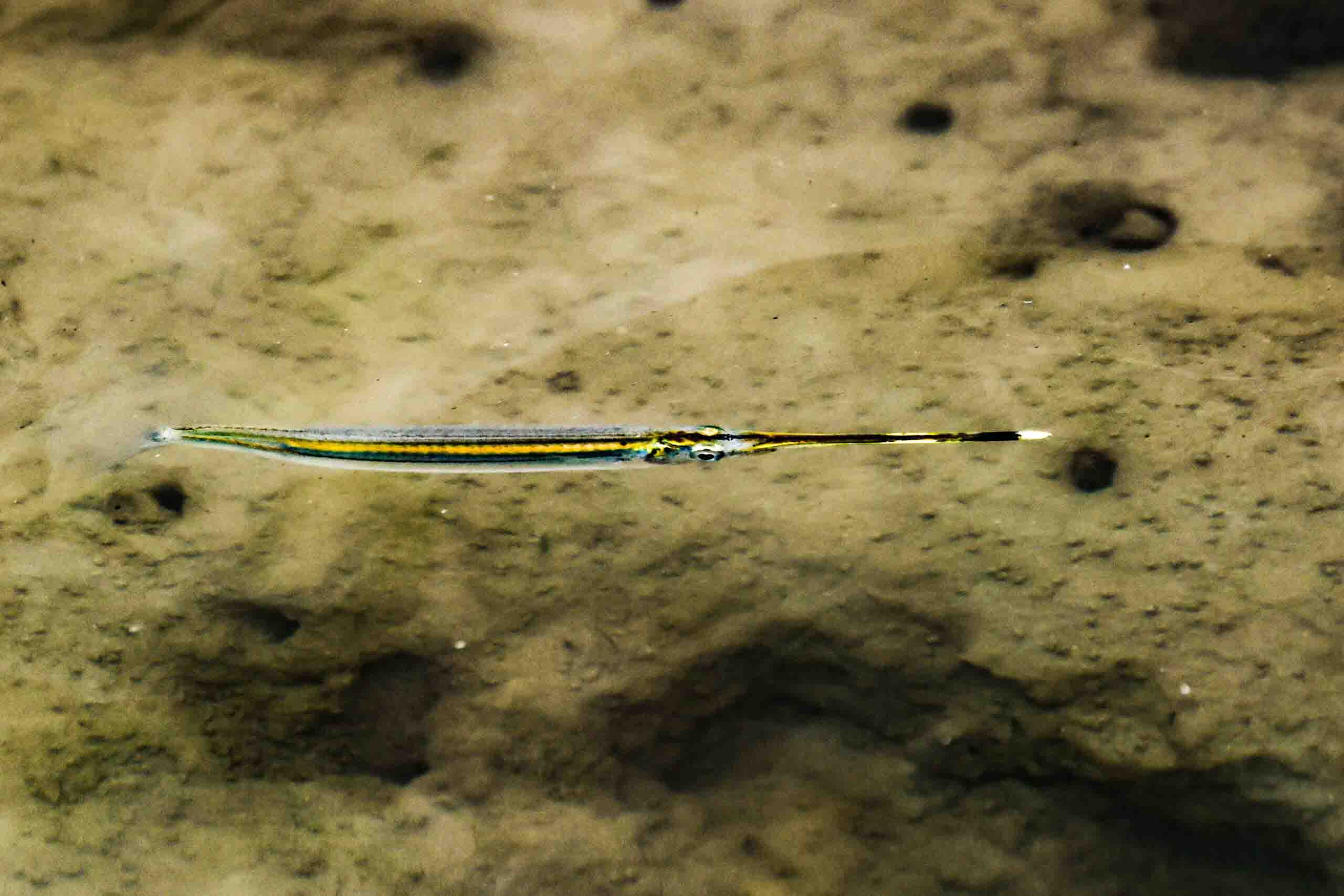 Needlefish phtography in Sundarban mangroves