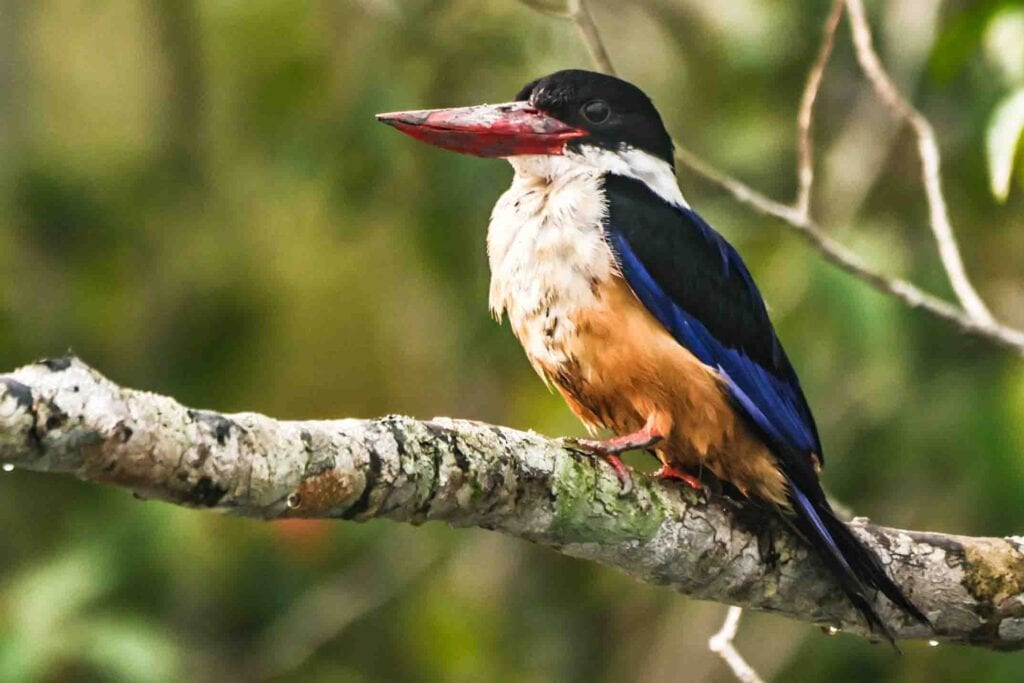 Black-Capped Kingfisher bird photography and wildlife photography in sundarban mangroves