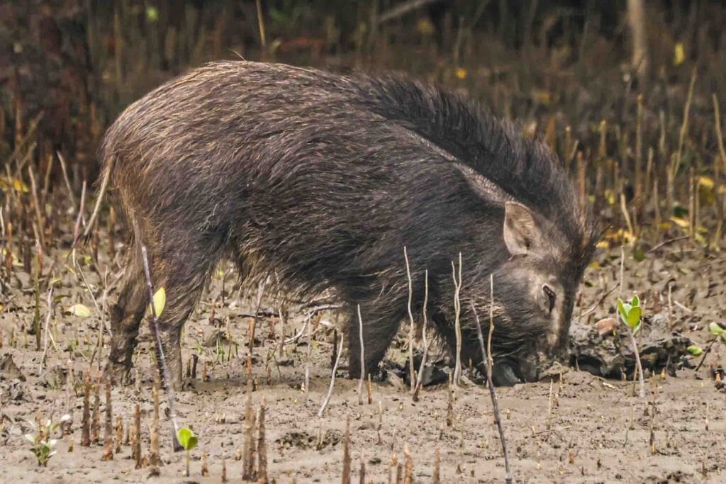 wild boar wildlife photography in sundarban mangroves and this photo is used in the blog related to Wildlife photography for conservation