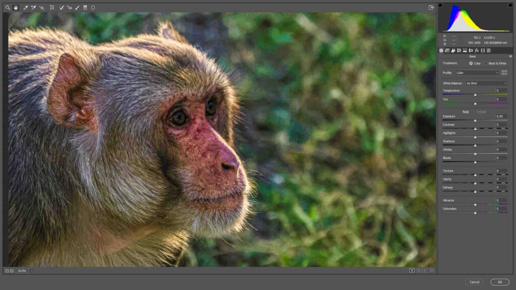 Wildlife photography post processing