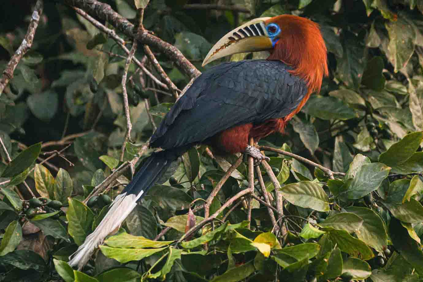 Rufous-necked Hornbill Male