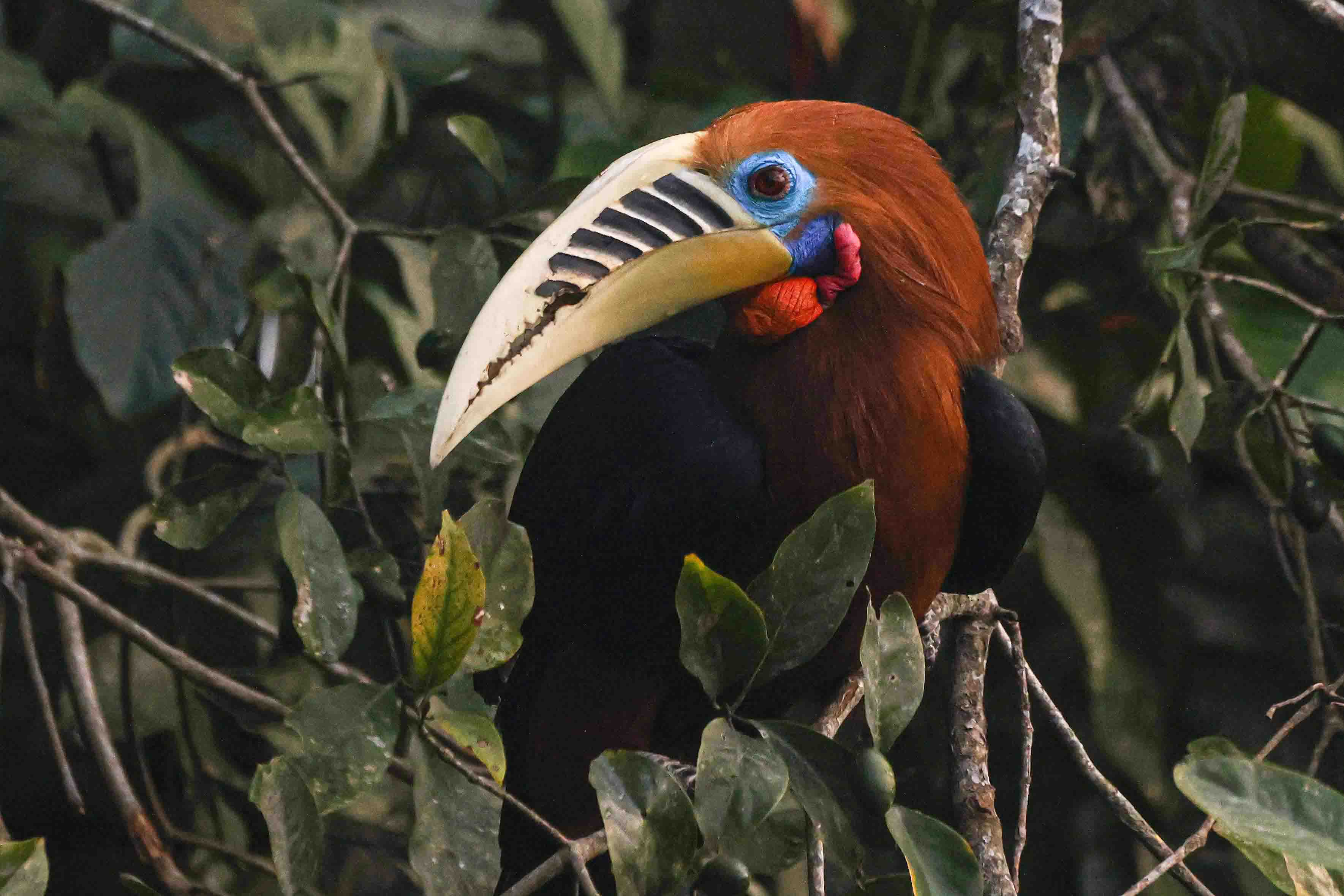 Rufous-necked Hornbill