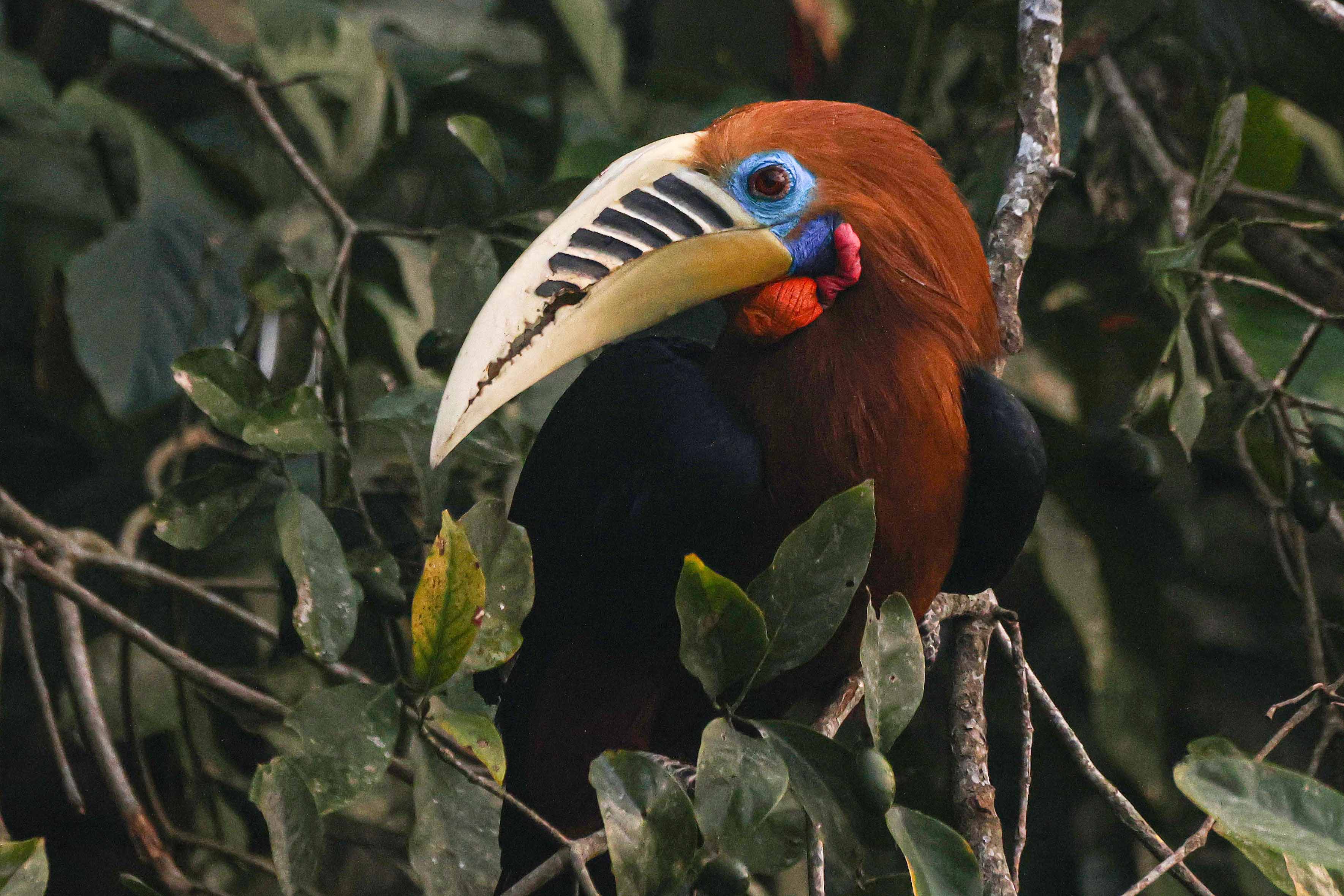 Rufous-necked Hornbill male