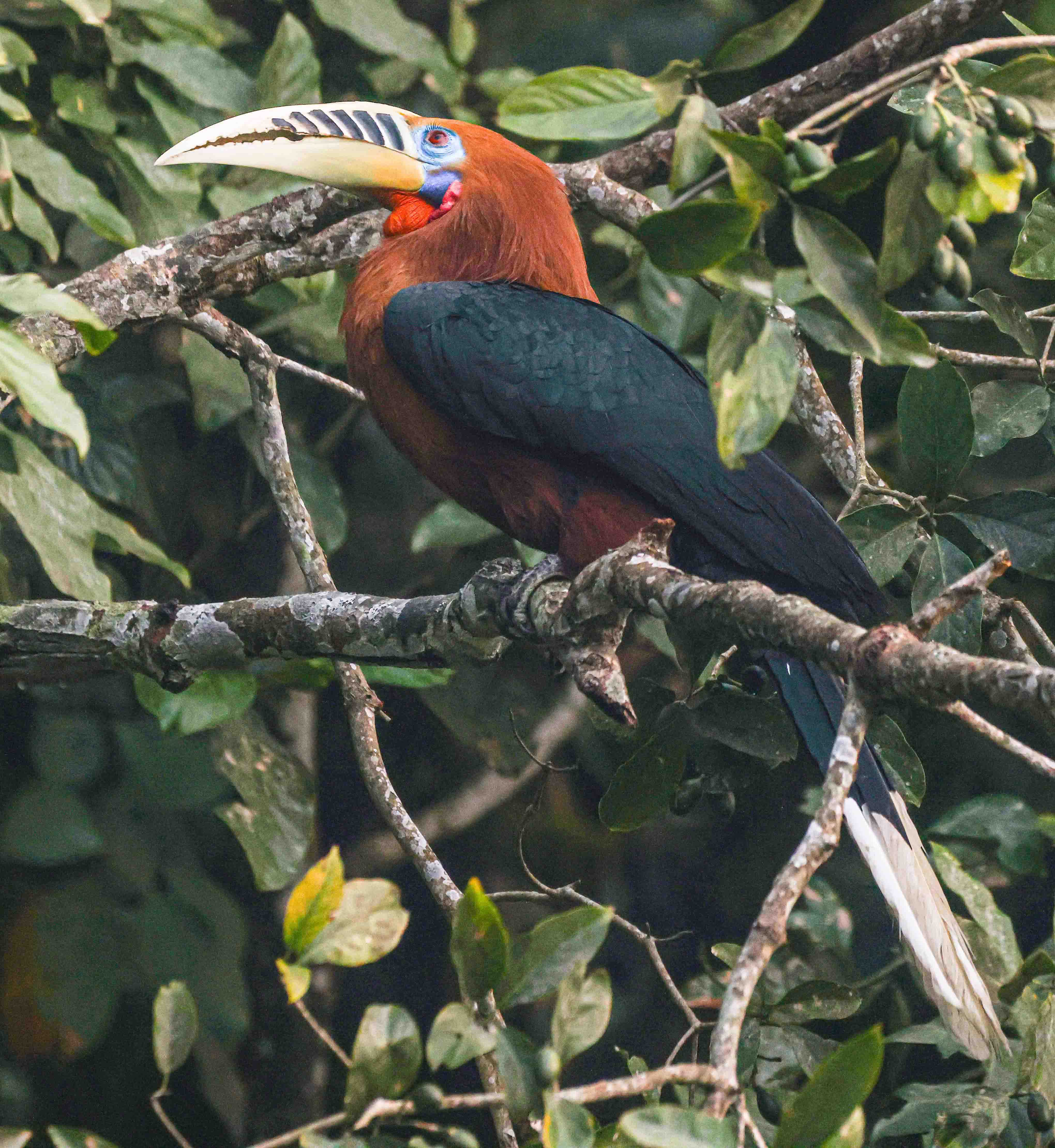 Hornbill