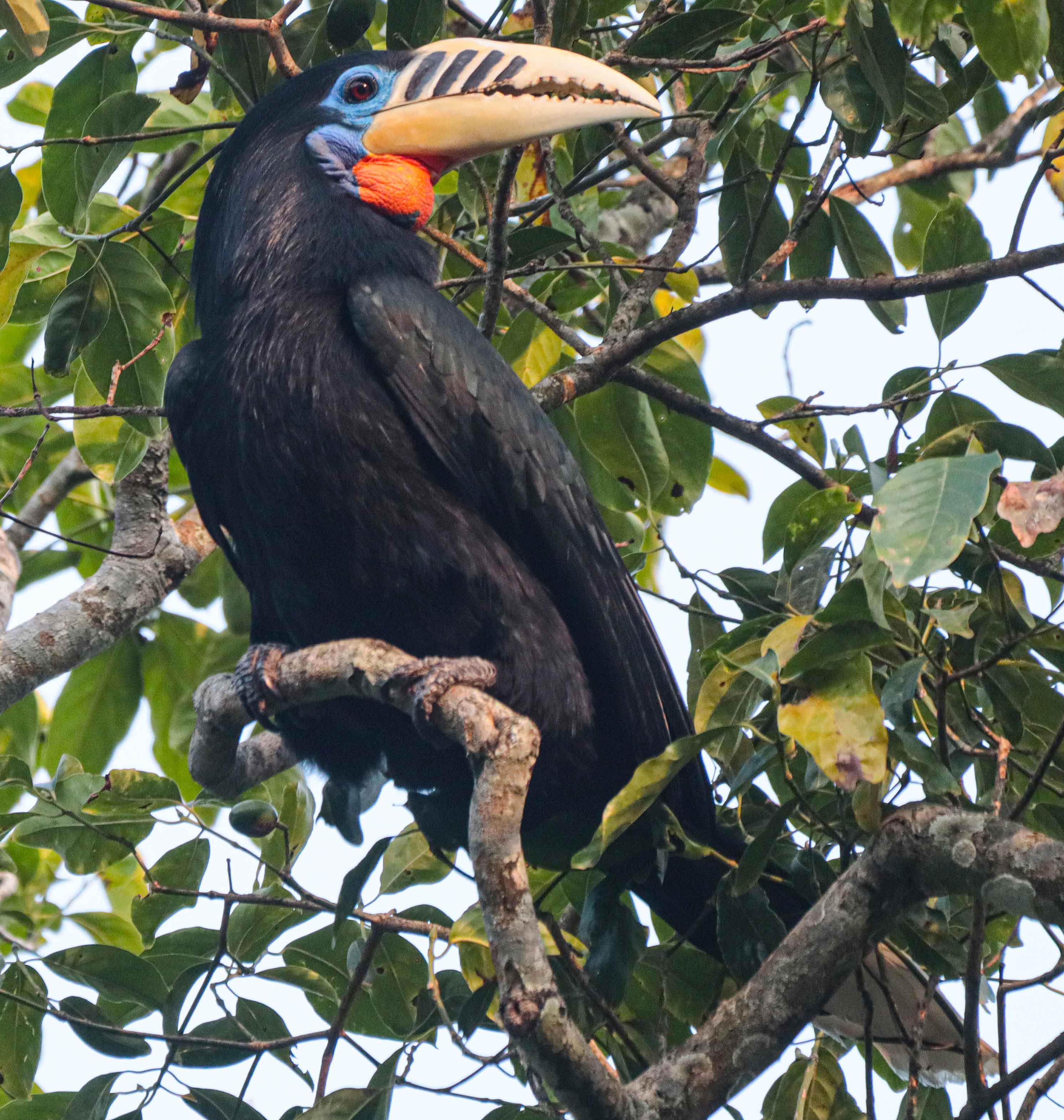 Rufous-necked Hornbill Female