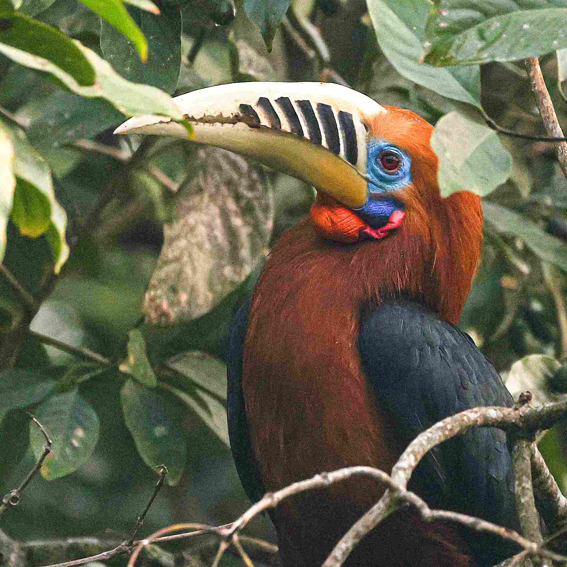 Male bird in the forest of Darjeeling