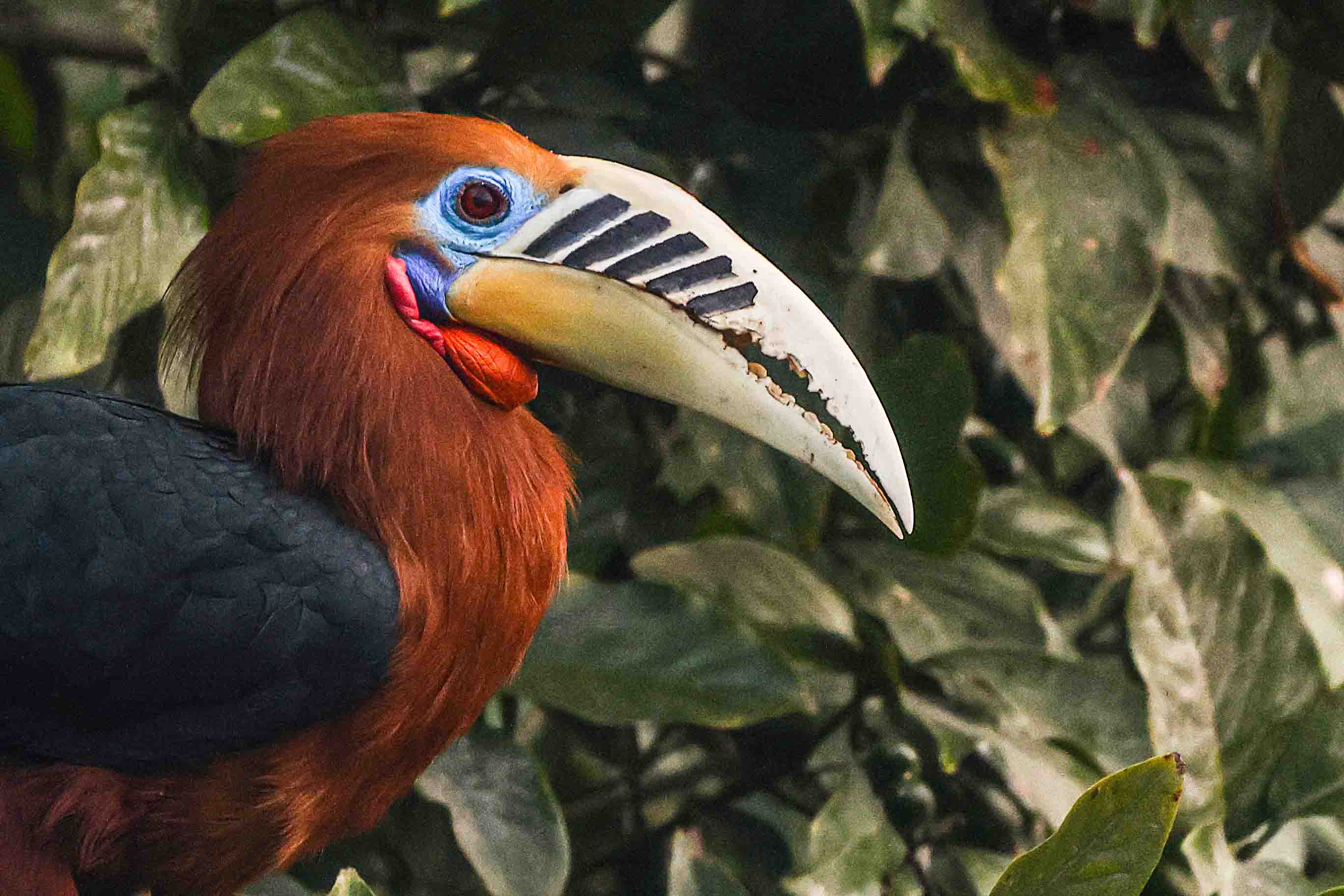 female bird in the forest of Darjeeling
