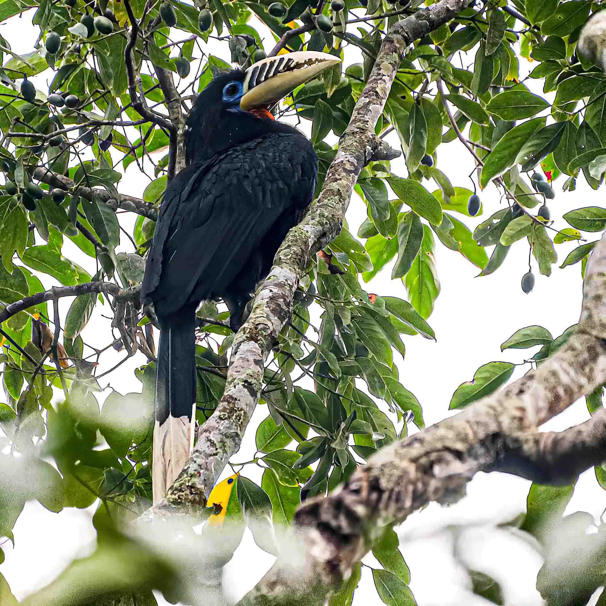 female bird in the forest of Darjeeling
